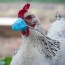 Will there be human-to-human transmission of the bird flu in 2025?