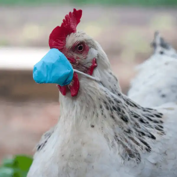 Will there be human-to-human transmission of the bird flu in 2025?