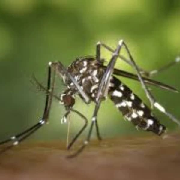 Chikungunya Pandemic in 2025?
